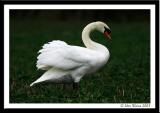 Swan