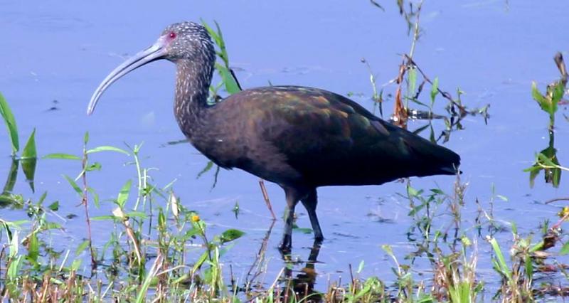 Glossy Ibis