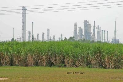 u15/jperilloux/medium/38922696.sugarcane.jpg
