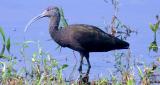Glossy Ibis