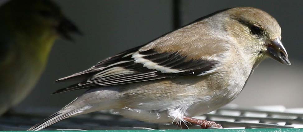 American Goldfinch (female)