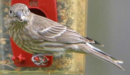 House Finch <I>(Carpodacus mexicanus)</I> (female)