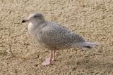 Glaucous Gull, 1st cycle