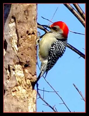 u15/jpochard/medium/38759657.January1705Redhead.jpg
