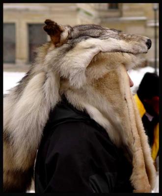 wolf-head.jpg