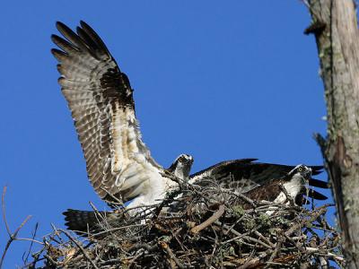 Osprey on Nest with Female
