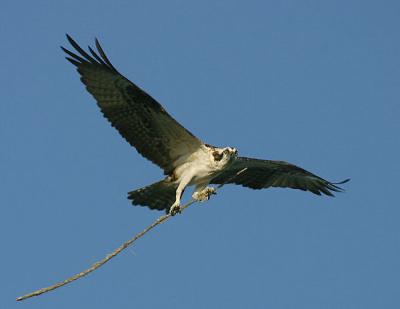 Osprey with nest building material.