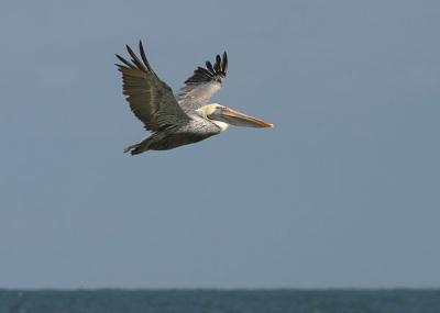 Mature Brown Pelican in Flight