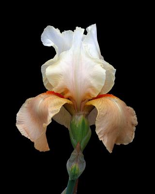 Bi-Colored Bearded Iris