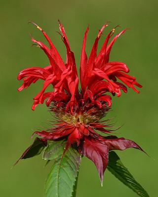 Red Bee Balm