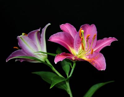 Oriental Lilie