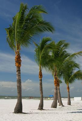 Palms on Fort Myers Beach
