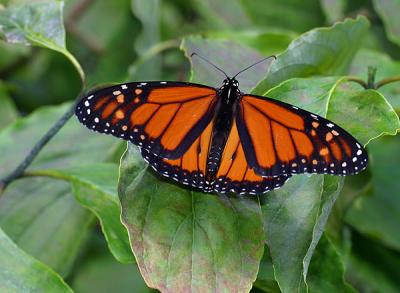 Monarch Sunning on Dogwood