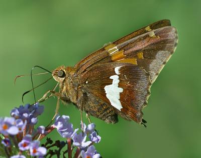 Silver Spotted Skipper (side view)