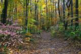 Hiking Trail in Jones Gap State Park