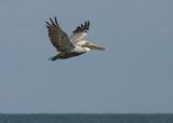 Mature Brown Pelican in Flight