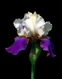 Bi-Colored Bearded Iris