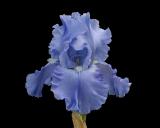 Blue Bearded Iris