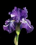 Variegated Bearded Iris