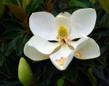 Magnolia Blossom with Spent Stamens