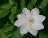 White Clematis