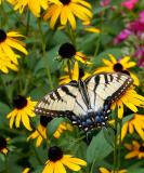 Tiger Swallowtail on Blackeyed Susans