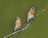 Male & Female Bluebird