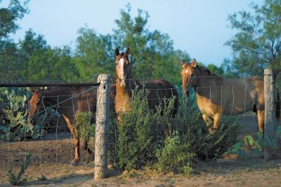 m_horses