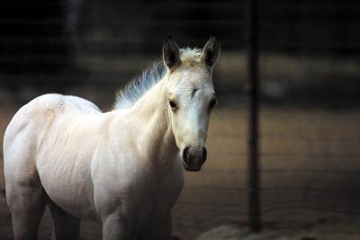 Young-Colt