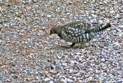 Spruce Grouse