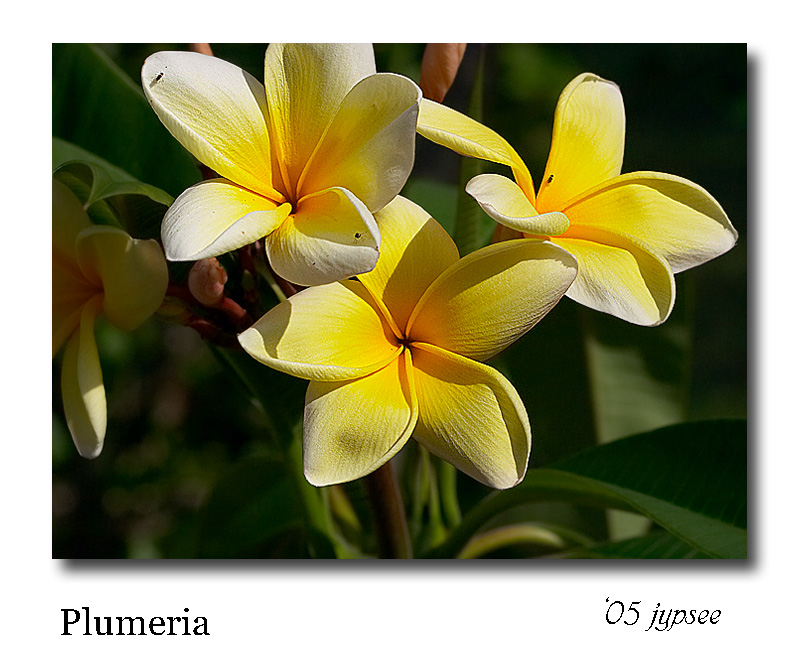 plumeria