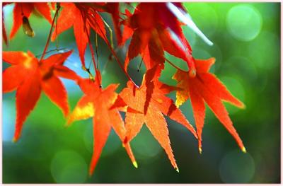 DSC_0333F.jpg
