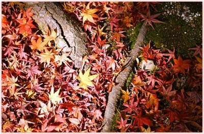 DSC_0335F.jpg