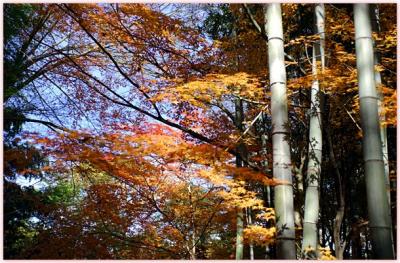 DSC_0343F.jpg