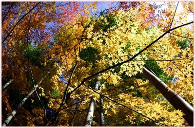 DSC_0346F.jpg