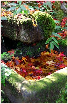 DSC_0355F.jpg