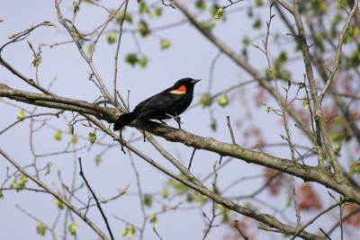 Redwinged blackbird