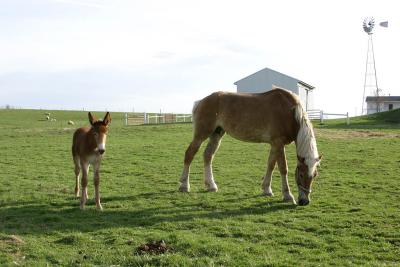 Mom and foal
