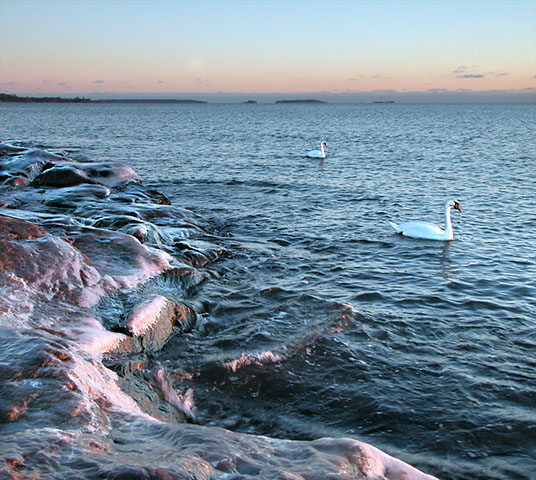 Icy Shore with Swans