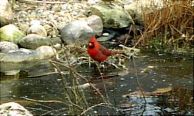 January_13_2002cardinal.jpg