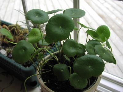 Nov22_2002 014giantPennywort.jpg