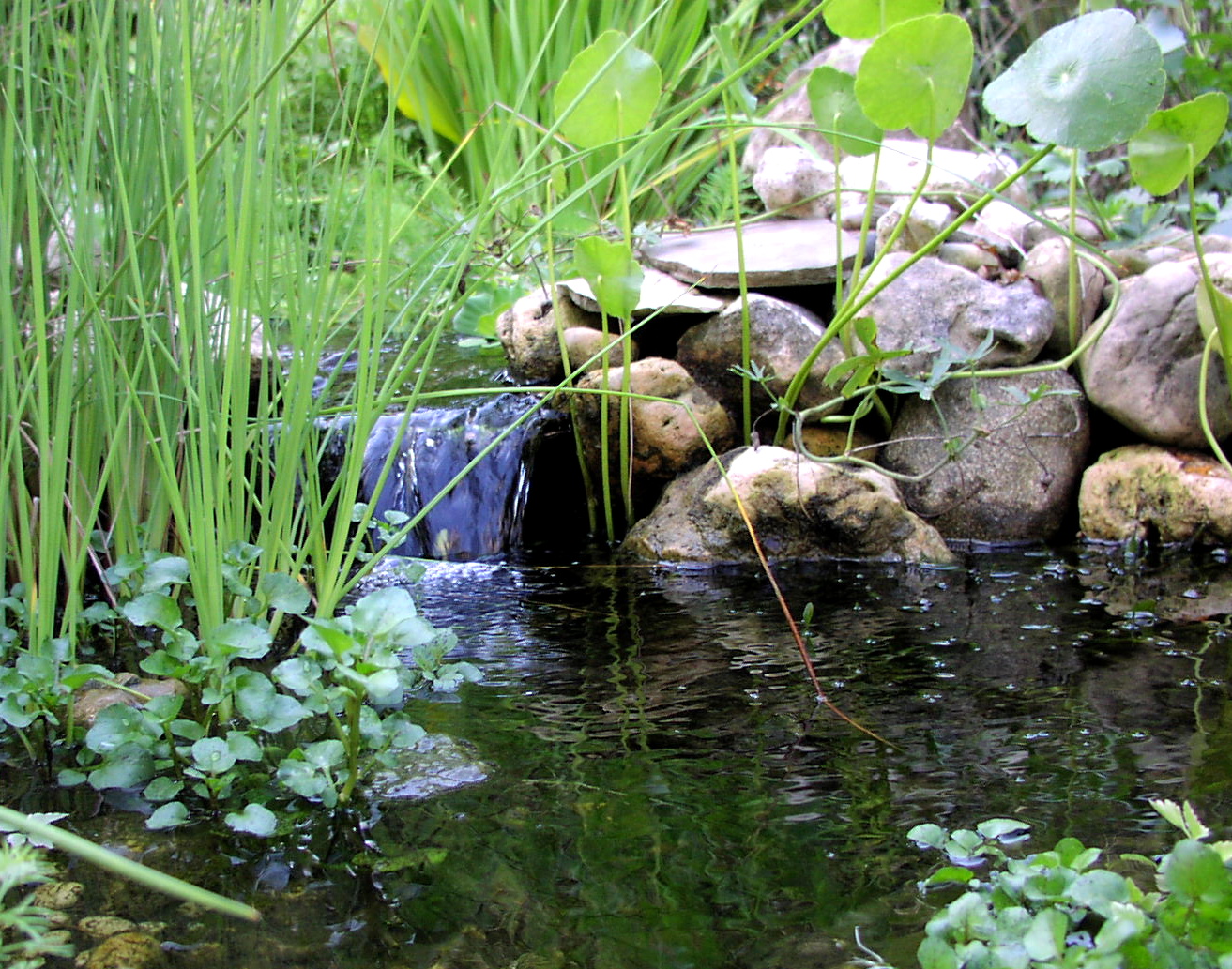 Aug30_2002 Streamside plants