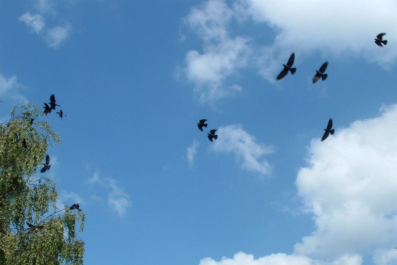 Jackdaws