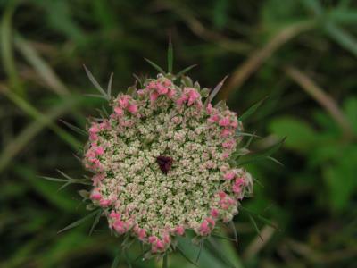 Queen Anne's Lace