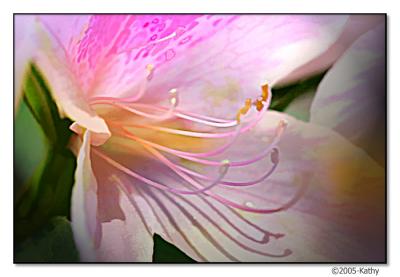 Azalea Closeup.jpg