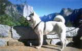 shiro at Yosemite  national park.jpg