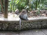 in the Monkey Forest