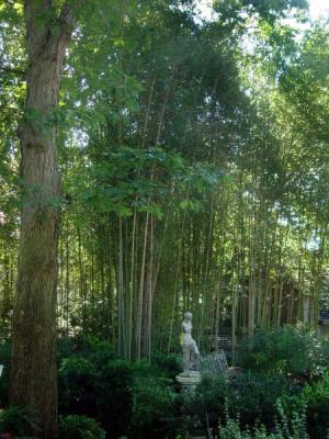 Golden Bamboo