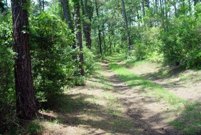u15/kendorski/medium/4892587.051702BuxtonNC091a.jpg