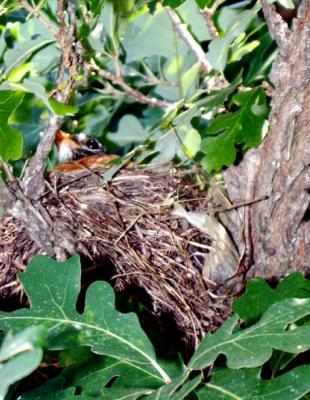 Robin on a nest